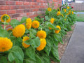Teddy Bear Dwarf Sunflower Seeds 50 Pcs Non-GMO Heirloom | Helianthus annuus
