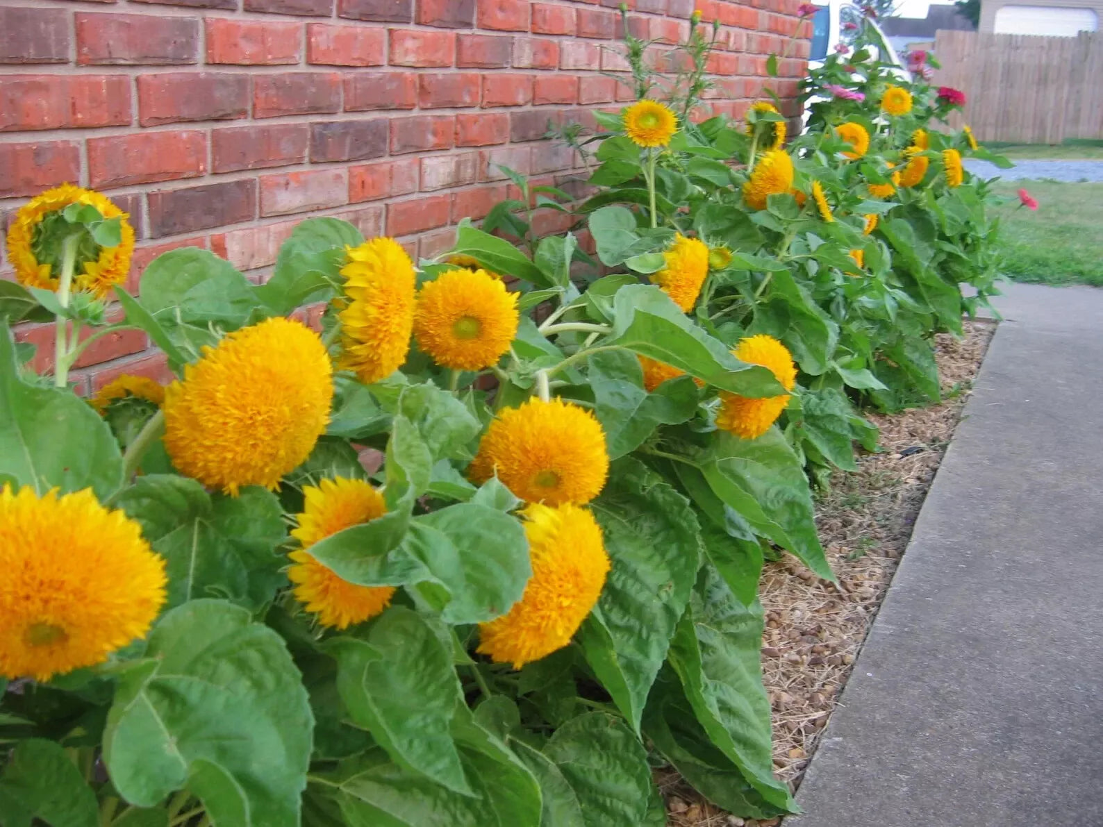Teddy Bear Dwarf Sunflower Seeds 50 Pcs Non-GMO Heirloom | Helianthus annuus