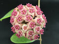 Hoya Hot Lips Rooted Plant in 3" Pot - Hoya Hybrid - Exotic Indoor Houseplant - Easy Care, Trailing Vine