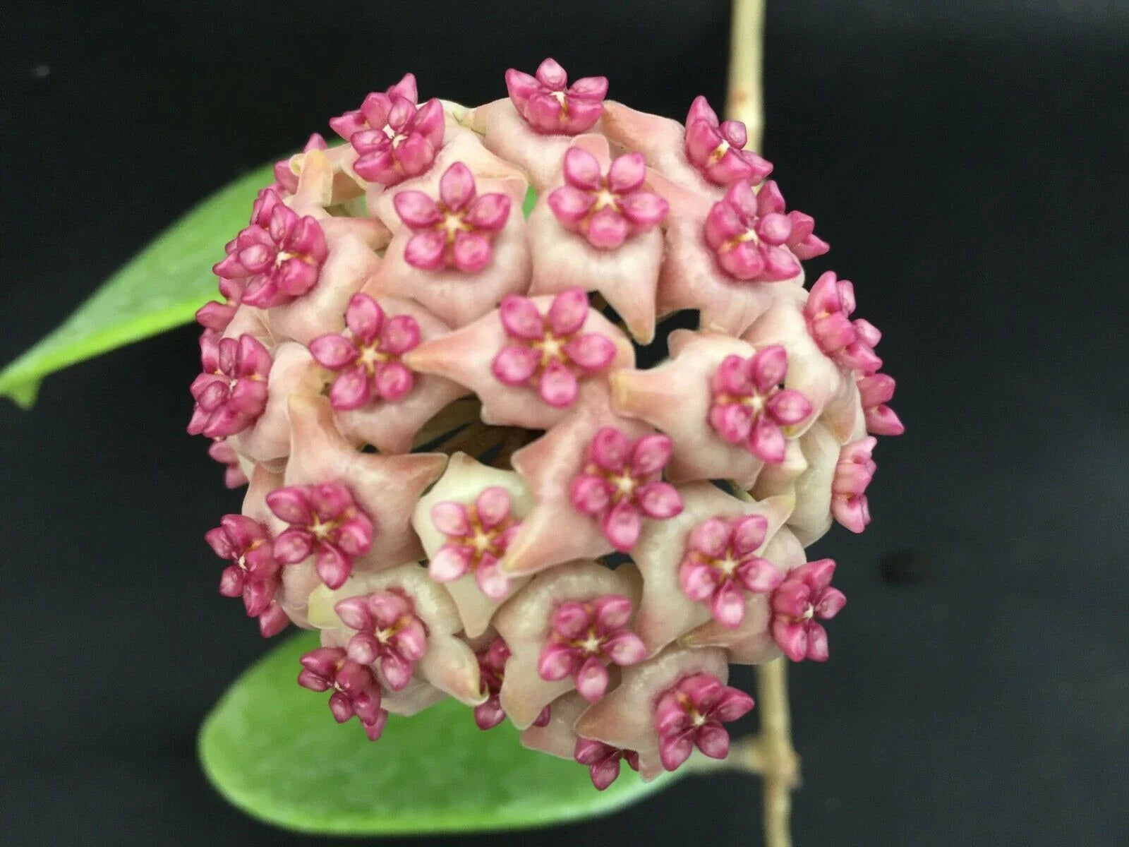 Hoya Hot Lips Rooted Plant in 3" Pot - Hoya Hybrid - Exotic Indoor Houseplant - Easy Care, Trailing Vine