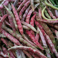 Green Bean Seeds - French Horticulture Variety - Fresh Seeds - Phaseolus vulgaris - FREE Shipping