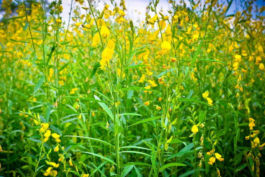 Wildflower Seeds - 20 Pack - Smooth Rattlebox - Crotalaria pallida - Native Wildflower Seeds