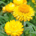 Golden Yellow Strawflower Seeds | Non-GMO | Helichrysum bracteatum | Bulk Pack