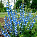 Azure Snow Salvia Seeds - 50 Perennial Flower Seeds for Hummingbirds - Salvia azurea