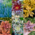 Rainbow Succulent Bundle - 6 Colorful Live Succulents/Cuttings - Variety May Vary - Ideal for Indoor Gardening