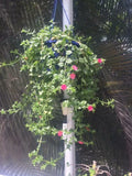 APTENIA Cuttings - 6 Red Apple Ice Plant Baby Sunrose Cuttings + 1 Free Cutting - Aptenia cordifolia