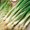 White Lisbon Onion Seeds | Scallion Bunching | Heirloom Variety | Allium fistulosum | Non-GMO