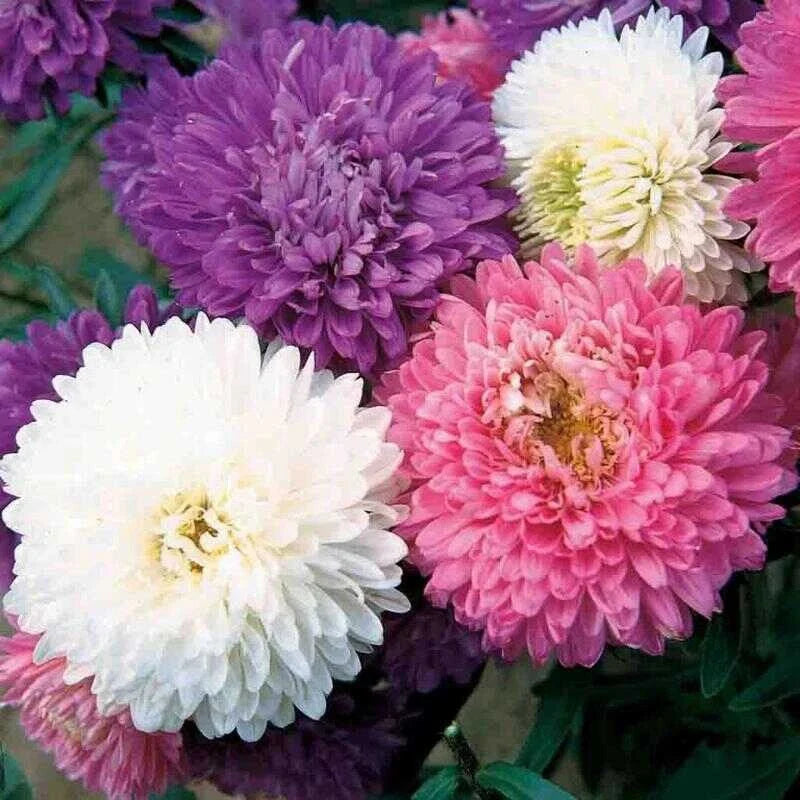 Aster Crego Mix Flower Seeds - 25 Organic Non-GMO Heirloom Garden Seeds for Unique Blooms