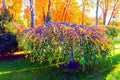 Weeping Silver Birch Tree Seeds | 250+ Seeds | Betula pendula | High Germination Rate for Planting
