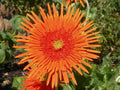 Orange Gerbera Spider Daisy Seeds - 50+ Pack for Garden Planting - Gerbera Jamesonii - USA