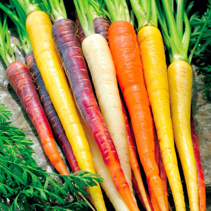 Rainbow Carrot Seeds 401+ Heirloom Variety 5 Colors Native Vegetable Garden Container