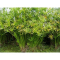 Live Umbrella Palm Plant - Tropical Aquatic Marginal Pond Plant - Cyperus alternifolius