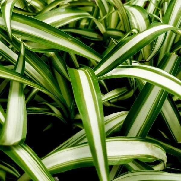 Variegated Spider Plant Set of 2 Plugs – Chlorophytum Comosum – Live Starter Plants for Home Decor and Air Purification