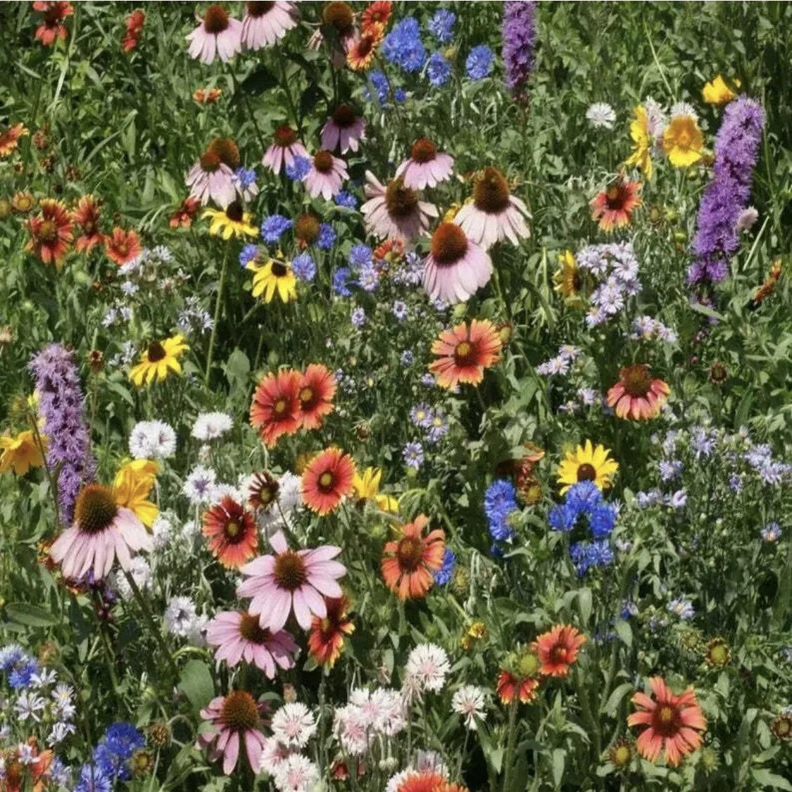 Wildflower Seed Mix - Organic Non-GMO Variety Pack - Colorful Flower Seeds for Gardens - Flora Mix