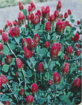 Crimson Clover Seeds 1 OZ - Red Flowering Bee Attracting Plant (Trifolium incarnatum) - GroCo