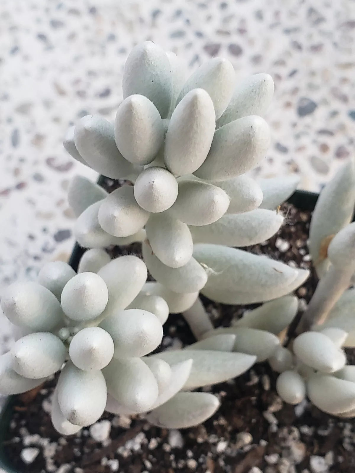 Rare Senecio Haworthii "Snow White" - 4" Long Unrooted Cutting - Succulent Plant Cutting for Propagation