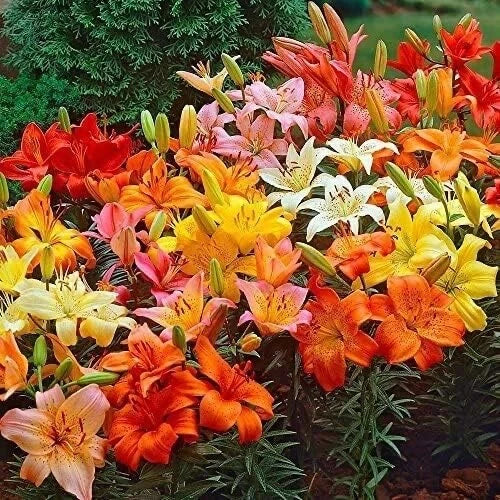 Lily Bulbs for Planting, Mixed Color Varieties, Lilium spp.