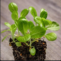 Little Gem Lettuce Seeds - Non-GMO - 2,000 Seeds - Ideal for Home Garden - Lactuca sativa