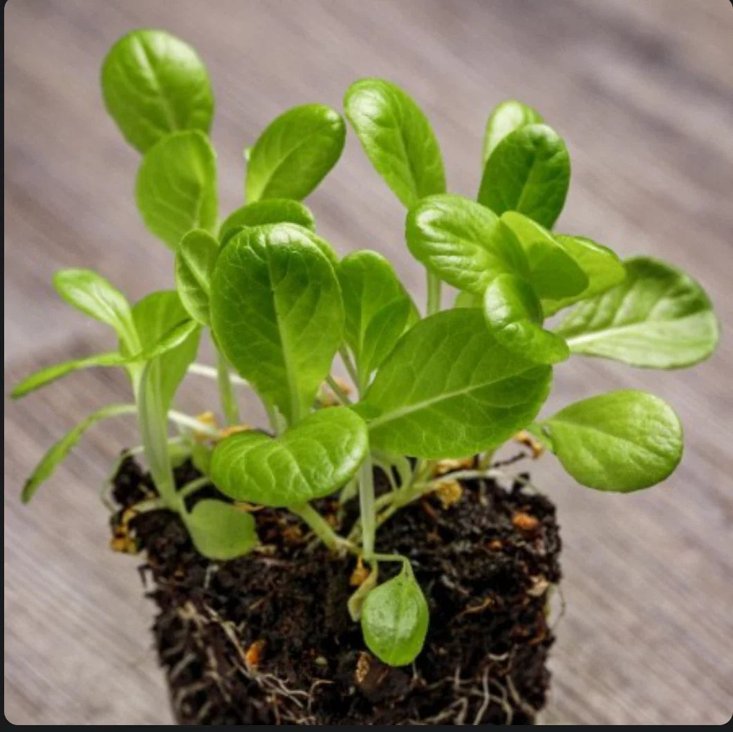 Little Gem Lettuce Seeds - Non-GMO - 2,000 Seeds - Ideal for Home Garden - Lactuca sativa