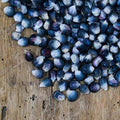 Blue Corn Seeds - 25 Pack - Kathy's Exotic Variety - Zea Mays Everta - Ideal for Growing Blue Popcorn