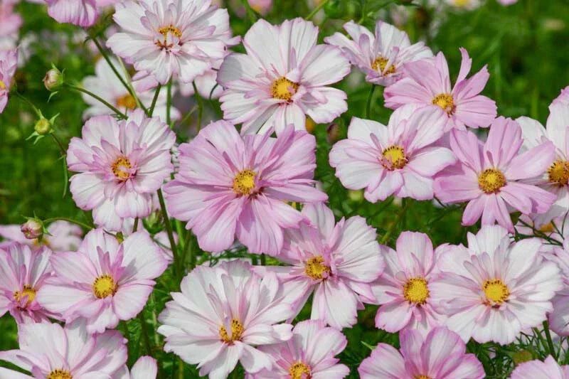 Cosmos Seeds - 200+ Count - Cosimo Collarette Variety - Ideal for Garden Planting - Free Shipping - USA