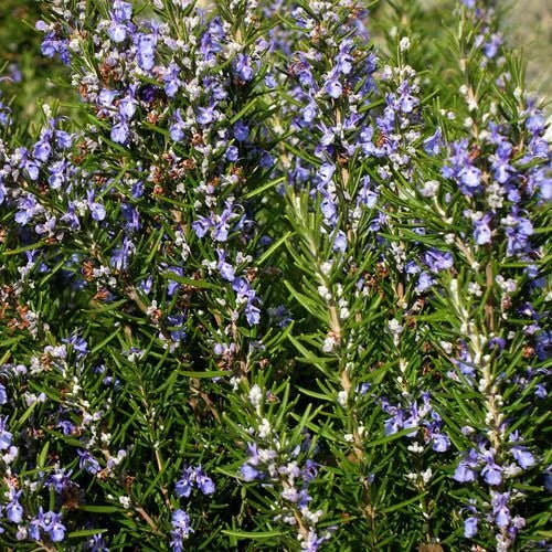 Rosemary Seeds | Heirloom Non-GMO Herb Seeds | Aromatic Culinary Variety | Rosmarinus officinalis