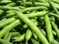 Green Bean Seeds - Landreth Stringless Variety - Fresh Non-GMO Seeds - Phaseolus vulgaris