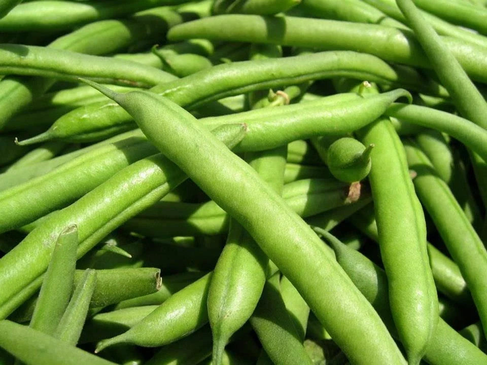 Green Bean Seeds - Landreth Stringless Variety - Fresh Non-GMO Seeds - Phaseolus vulgaris