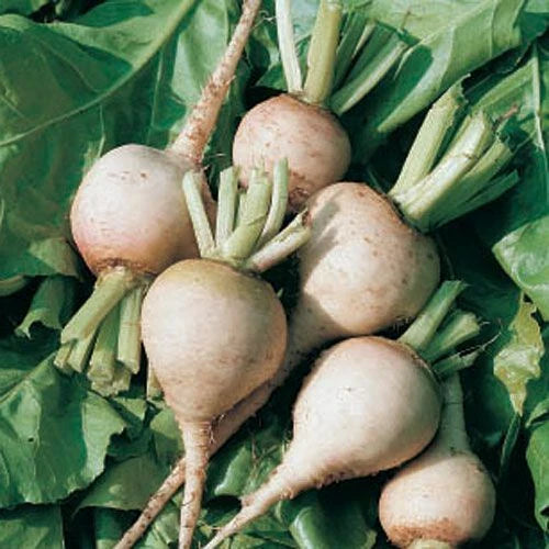 Beet Seed - White Albino Beet Seeds - Fresh Organic Seeds - Beta vulgaris