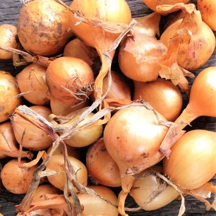 Super Sweet Candy Onion Sets - Vidalia Yellow Granex Bulbs for Planting - Fast Shipping