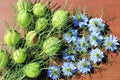 Love in a Mist Flower Seeds 1,000 Seeds Nigella damascena Blue and White Varieties for Garden Planting