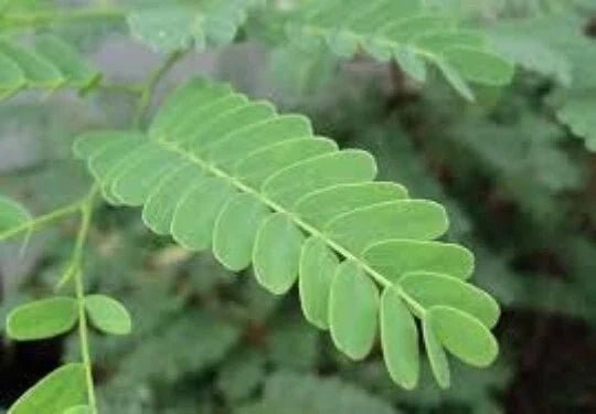Tamarind Seeds 5oz Organic Tamarindus indica Tropical Tree Fruit Medicinal