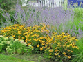 Brown Eyed Susan Seeds - 200+ Branched Coneflower Perennial Wildflower - Rudbeckia hirta