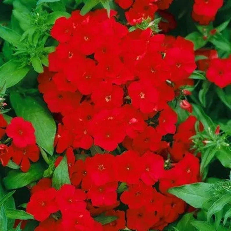 Red Drummond Phlox Seeds - 200 Organic Seeds - Phlox drummondii - USA Grown, Free Shipping