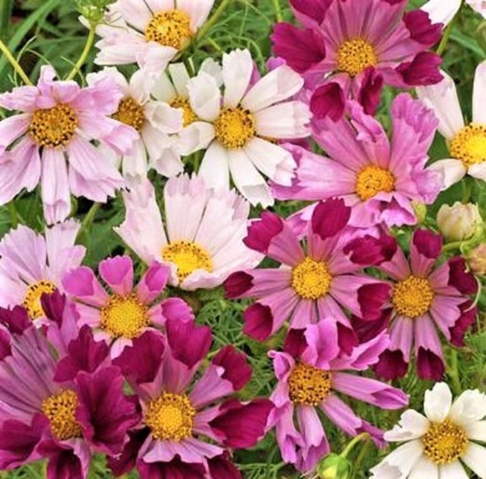 Cosmos Seeds Mix - 100+ Sea Shells Variety - Colorful Flower Seeds for Garden (Cosmos bipinnatus)