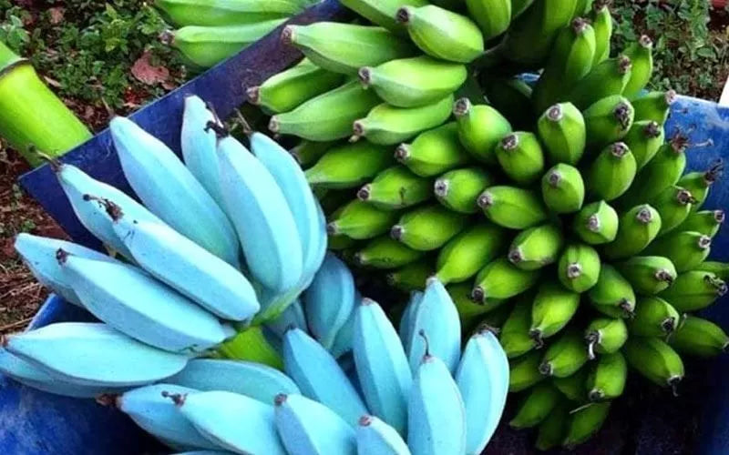 Live Banana Tree - Small Rooted Starter Plant - Ice Cream (Blue Java) - Musa