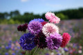 Dwarf Bachelor Button Seeds - Polka Dot Mix - Centaurea cyanus - Colorful Garden Flowers - Free Shipping