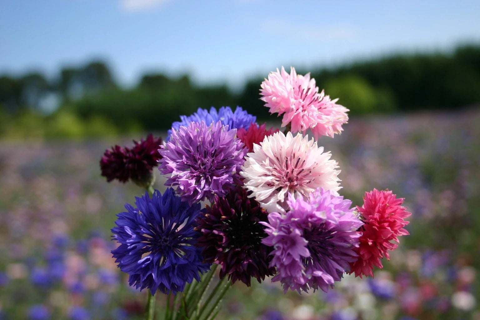 Dwarf Bachelor Button Seeds - Polka Dot Mix - Centaurea cyanus - Colorful Garden Flowers - Free Shipping