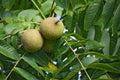 Black Walnut Tree Seeds - 4 Pack for Planting - Juglans nigra
