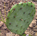 Large Opuntia violacea Purple Santa Rita Prickly Pear Cactus Cuttings - 2 Pads, Purple Variety, Succulent Plant
