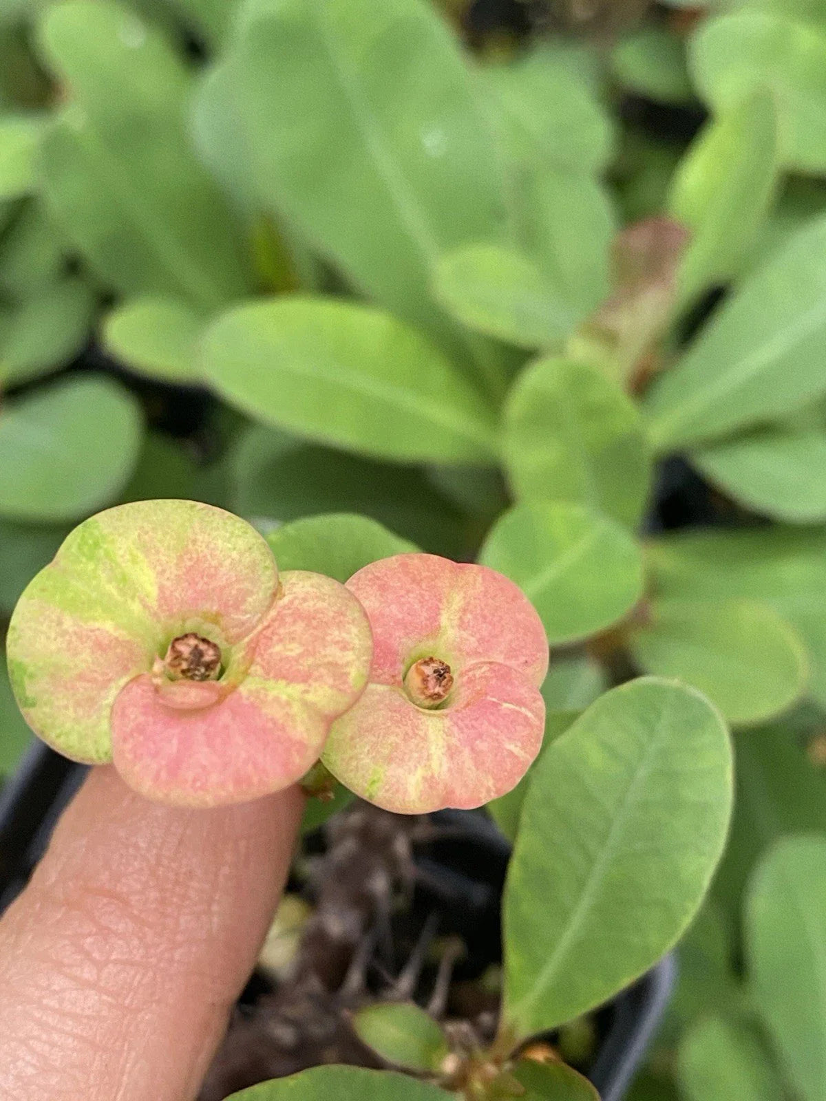 Pink Crown of Thorns Live Plant - Well-Rooted Euphorbia, Colorful Succulent Cactus
