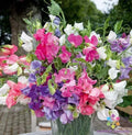 Bijou Dwarf Mix Sweet Pea Seeds - 50+ Pack - Lathyrus odoratus - Ideal for Garden Planting - USA