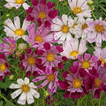 Cosmos Sea Shells Mix Seeds 100 Ct - Mixed Colors Cut Flower Seeds (Cosmos bipinnatus)