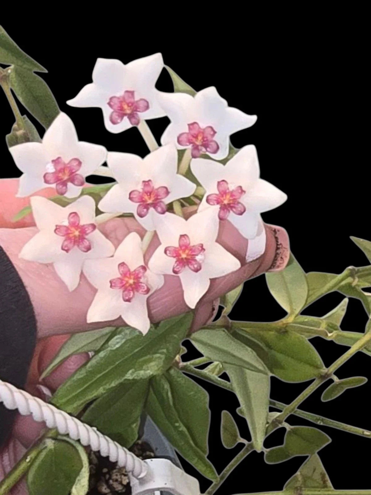 Hoya Bella Starter Plant 3" Pot - Hoya Beauty (Hoya bella) - Rooted, Multiple Available