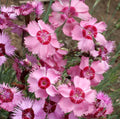 Dianthus Seeds - Cottage Pinks - 100+ Flower Seeds - Perennial Dianthus plumarius - Free Shipping