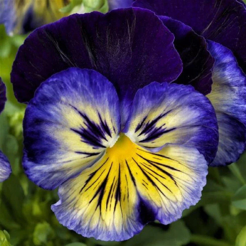 Pansy Seeds - 50 Delta Premium Blue Morpho - Viola tricolor var. hortensis