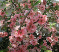 Japanese Flowering Quince Live Plant 8-12" Chaenomeles speciosa 'Toyo Nishiki' Bare Root Shrub Zones 5-9