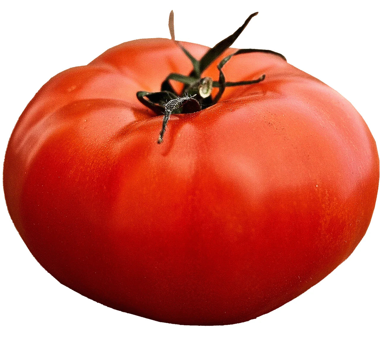 Giant Beefsteak Tomato Seeds - 200+ Heirloom Seeds for Massive Fruits - Solanum lycopersicum