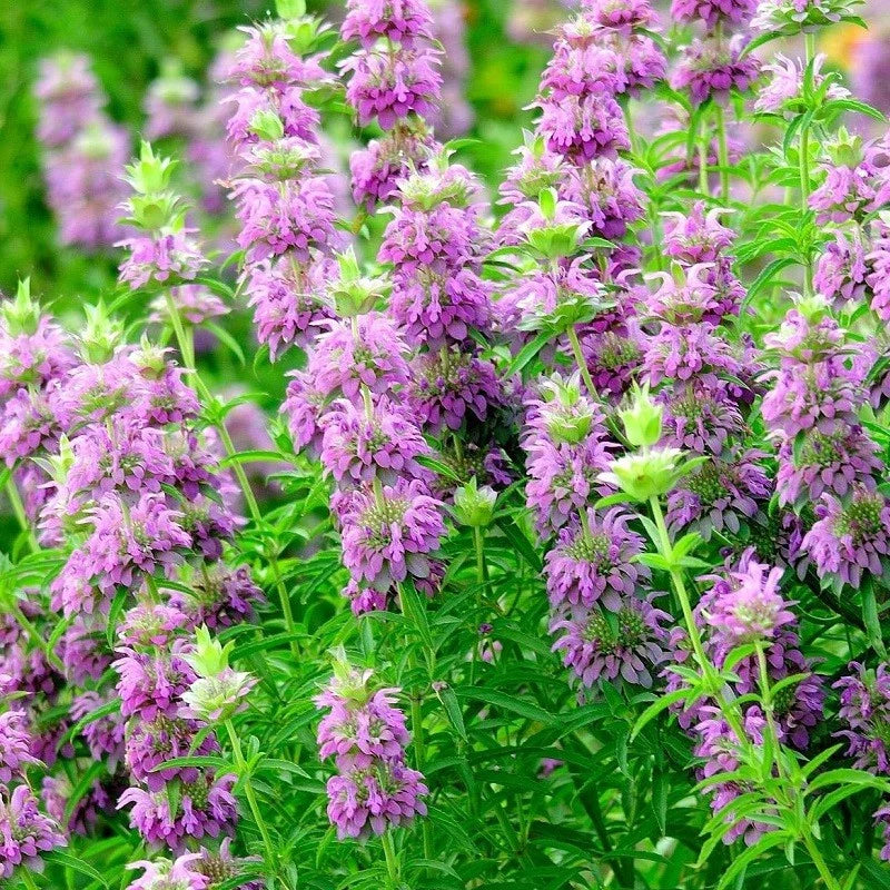 Lemon Mint Flower Seeds - 301+ Perennial Native Wildflower Herb for Garden or Container - Monarda citriodora