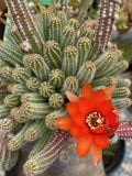 Echinopsis Chamaecereus Peanut Cactus Cuttings (5) - Succulent Plant for Indoor Gardening